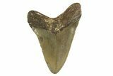 Fossil Megalodon Tooth - North Carolina #328241-1